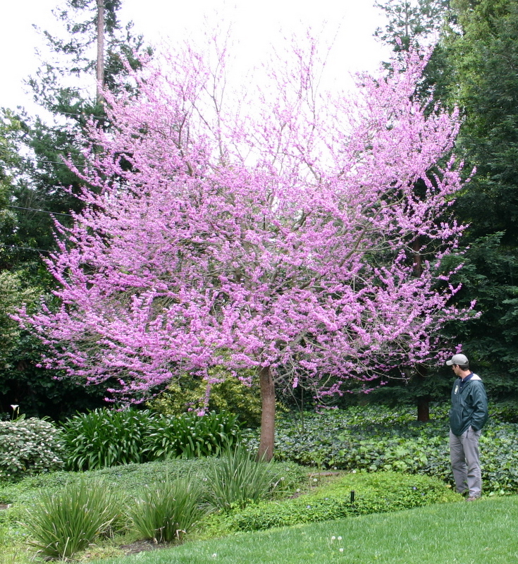 Eastern Redbud